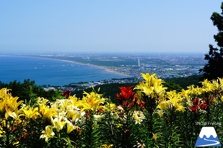 北海道最大級、213万輪のゆりの花！『オーンズ春香山ゆり園』